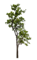 arbre sur transparent Contexte avec coupure chemin, Célibataire arbre avec coupure chemin et alpha canal png