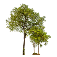 árbol en transparente antecedentes con recorte camino, soltero árbol con recorte camino y alfa canal png