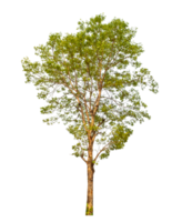 Tree on transparent background with clipping path, single tree with clipping path and alpha channel png