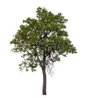 Baum auf transparent Hintergrund mit Ausschnitt Weg, Single Baum mit Ausschnitt Pfad und Alpha Kanal png