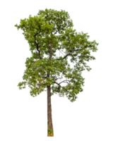 arbre sur transparent Contexte avec coupure chemin, Célibataire arbre avec coupure chemin et alpha canal png