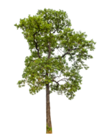 Baum auf transparent Hintergrund mit Ausschnitt Weg, Single Baum mit Ausschnitt Pfad und Alpha Kanal png