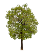 árbol en transparente antecedentes con recorte camino, soltero árbol con recorte camino y alfa canal png