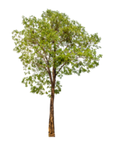 árbol en transparente antecedentes con recorte camino, soltero árbol con recorte camino y alfa canal png