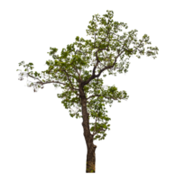 Tree on transparent background with clipping path, single tree with clipping path and alpha channel png