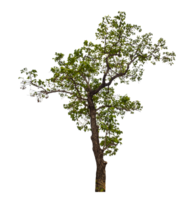 Baum auf transparent Hintergrund mit Ausschnitt Weg, Single Baum mit Ausschnitt Pfad und Alpha Kanal png