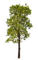 arbre sur transparent Contexte avec coupure chemin, Célibataire arbre avec coupure chemin et alpha canal png