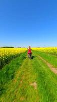 Woman riding vintage motorcycle in the countryside through yellow fields video