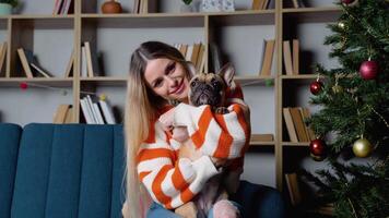 Stylish woman in cozy sweater strokes and hugs adorable french bulldog in festive decorated room video