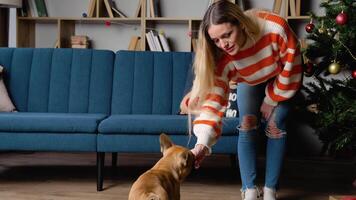 bellissimo donna nel accogliente maglione giocando, dispettoso, e abbraccio adorabile francese bulldog nel festivo decorato camera vicino Natale albero video