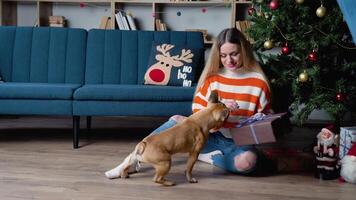 mooi vrouw in knus trui spelen met aanbiddelijk Frans bulldog in feestelijk versierd kamer in de buurt Kerstmis boom video