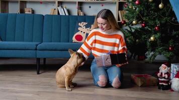 hermosa mujer en acogedor suéter jugando, broma, y abrazo adorable francés buldog en festivo decorado habitación cerca Navidad árbol video