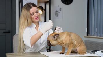 Female veterinarian dripping ears to dog video