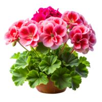 Colorful Geraniums Blooming Vibrantly on Transparent Background png