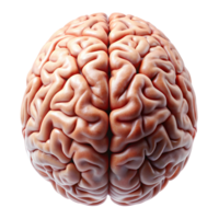 Human Brain Detailed Anatomy Isolated on Transparent Background png