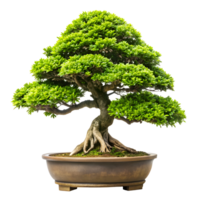 Miniature Bonsai Tree Elegantly Isolated on Transparent Background png