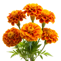 Vibrant Marigolds Flowers Blooming on Transparent Background png