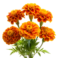 beschwingt Ringelblumen Blumen Blühen auf transparent Hintergrund png