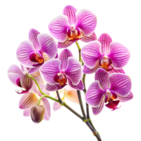 Exotic Orchids Collection on Transparent Background png