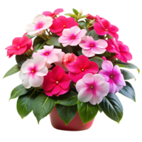 Bright Impatiens Flowers Array Isolated on Transparent Background png