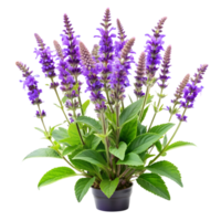 Lush Salvia Plants on a Transparent Background png