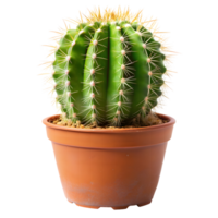 escabroso cactus planta aislado en un transparente antecedentes png