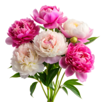 Elegant Peonies in Full Bloom on a Transparent Background png