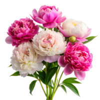 Elegant Peonies in Full Bloom on a Transparent Background png