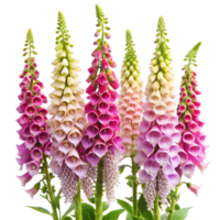 Tall Foxgloves Flowers Isolated on a Transparent Background png