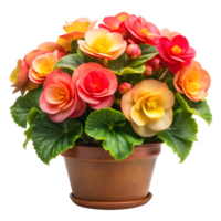 Colorful Begonias in Full Bloom on a Transparent Background png