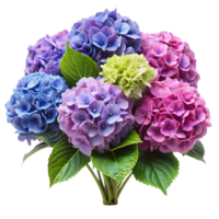 Vibrant Hydrangeas in Full Bloom Isolated on Transparent Background png