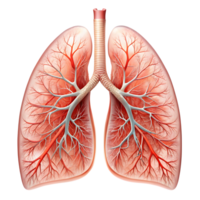 Detailed Human Lungs Organ Isolated on a Transparent Background png