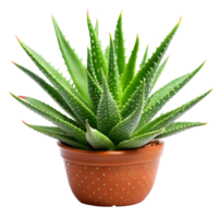 Fresh Aloe Vera Plant on Transparent Background png