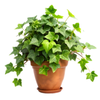 Lush Ivy Plant on Transparent Background png