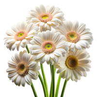 Fresh Daisies like Shasta or Gerbera on a Transparent Background png