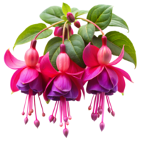 Vivid Fuchsias Flowers Display on Transparent Background png