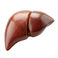 Detailed Human Liver Organ on Transparent Background png