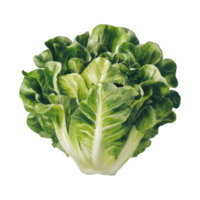 A stunning watercolor illustration of a 2D lettuce icon, rendered in a hyperrealistic style. The lettuce is depicted with vibrant greens a nd a glistening sheen, as if freshly picked from the garden png