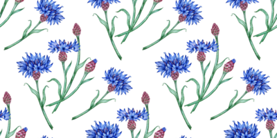 korenbloemen patroon blauw bloemen waterverf illustratie. botanisch samenstelling element geïsoleerd van achtergrond. geschikt voor cosmetica, aromatherapie, geneesmiddel, behandeling, zorg, ontwerp, png