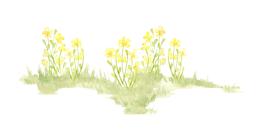 geel bloemen in een opruimen waterverf illustratie van een natuurlijk landschap. Woud dieren in het wild tafereel met kruiden, bloemen, vegetatie. componeren composities Aan een thema. png