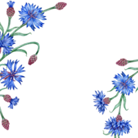 acianos azul flores marco acuarela ilustración. botánico composición elemento aislado desde antecedentes. adecuado para productos cosméticos, aromaterapia, medicamento, tratamiento, cuidado, diseño, png