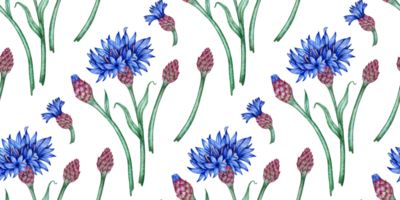Cornflowers blue flowers pattern watercolor illustration. Botanical composition element isolated from background. Suitable for cosmetics, aromatherapy, medicine, treatment, care, design, png