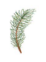 Fir branch with green needles watercolor illustration. Forest plants for winter and Christmas decor. Isolated from the background. Pine, fir, larch, juniper, thuja, larch, conifers. png