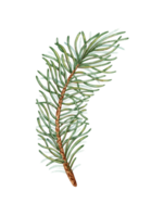 abeto ramo com verde agulhas aguarela ilustração. floresta plantas para inverno e Natal decoração. isolado a partir de a fundo. pinho, abeto, lariço, zimbro, thuja, lariço, coníferas. png