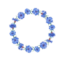 Cornflower wreath of blue flowers watercolor illustration. Botanical composition element isolated from background. Suitable for cosmetics, aromatherapy, medicine, treatment, care, design, png