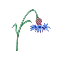 Cornflower blue flower watercolor illustration. Botanical composition element isolated from background. Suitable for cosmetics, aromatherapy, medicine, treatment, care, design, cooking, png