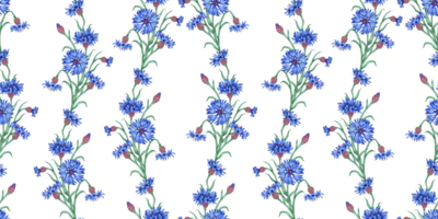 acianos azul flores modelo acuarela ilustración. botánico composición elemento aislado desde antecedentes. adecuado para productos cosméticos, aromaterapia, medicamento, tratamiento, cuidado, diseño, png