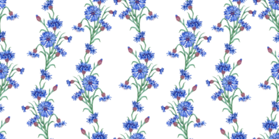 blåklint blå blommor mönster vattenfärg illustration. botanisk sammansättning element isolerat från bakgrund. lämplig för kosmetika, aromaterapi, medicin, behandling, vård, design, png