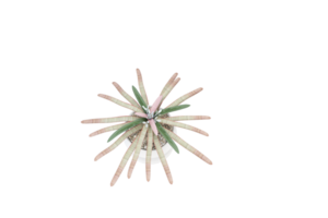 un florero con flores en un transparente antecedentes png