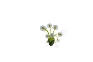 un florero con flores en un transparente antecedentes png